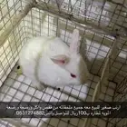 ارنب صغير