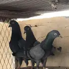 حمام باكستاني