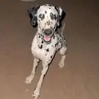 كلب دلميشن جواز اوروبي-Dalmatian