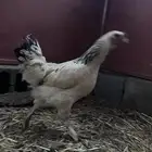 دجاجه للبيع شرط