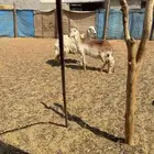 شياه دفيع فحص سونار