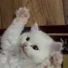 قطط لتبني