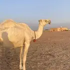 ناقة طيبه و هدية