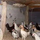 السلام عليكم