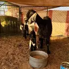 عنز والد تحتها ثنين