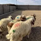 خرفان نعيمي