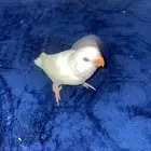 فرخ روز نهايه غر