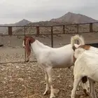 تيوس هولنديه تؤام