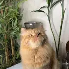 لاحساء