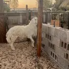 فحل صنف حري