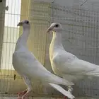 طبات كارير ابيض