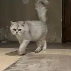 قطة للتبني الخبر - العقربية