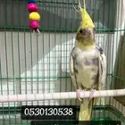 طير كروان
