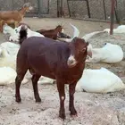 تيس ادهم للبيع غنم تهاميه