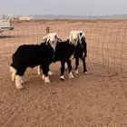 خرفان نجد ذبايح