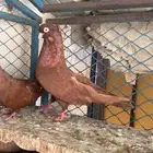 جوز صربي احمر منتج