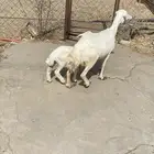 ((( تم البيع ))) نعجة تحتها رخل
