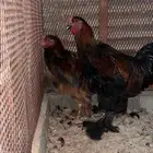 دياكه براهما