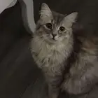 قطة للتبني