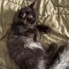 قط شيرازي للبيع