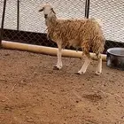 شاه رباع للبيع