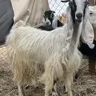 عنز ثنيه مقرعه للبيع