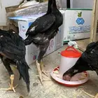 ديوك يباني