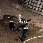 بطة مصري