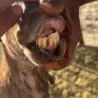 نعاج حيل