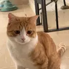 قطو
