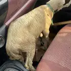 لاالبيع