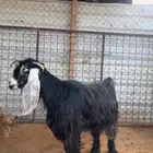 للبيع عنز تحتها تيس