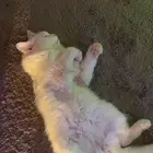 قط ذكر امريكي شيرازي للتبني