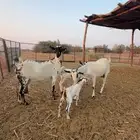 ماعز بيشي خلفات