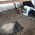 ديك  باكستاني