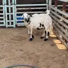 حريات متابيع