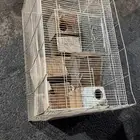 شبك طيور
