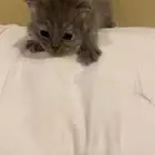 قطط