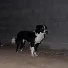 كلب مدري شنوعه