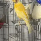 للبيع انثى كناري سوري منتجه الي توقف عليه سومه نصيبه