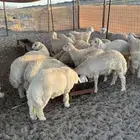 طليان اضاحي فاخره ( تم البيع )