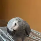 ببغاء كاسكو افريقي