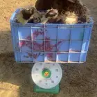 ذبايح نعيم