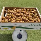 سكري مفتل فاخر