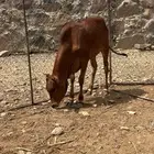 للبيع محايل عسير. امسر