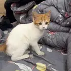 ذكر للتبني قطو