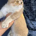 للبيع انثى سكوتش ستريت قولد منتجة مستوى فخم اهالي مستوردين .