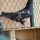 فروخ حمام تيدي للبيع
