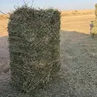 برسيم صافي للبيع