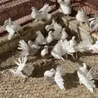 للبيع رقاصيات طبات
